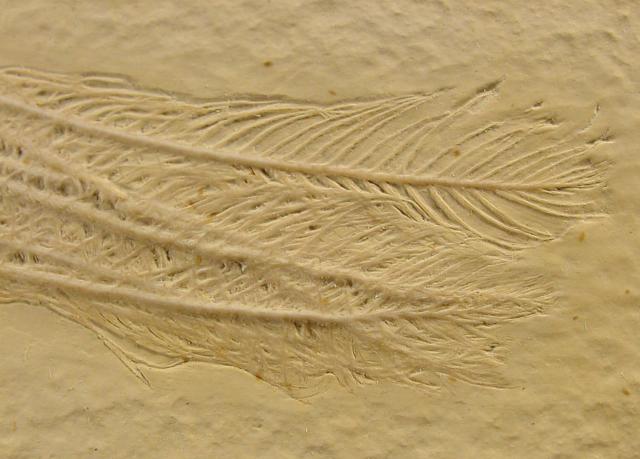 Comaturella formosa (WALTHER 1904) - Bild © FossNet FossilienStore